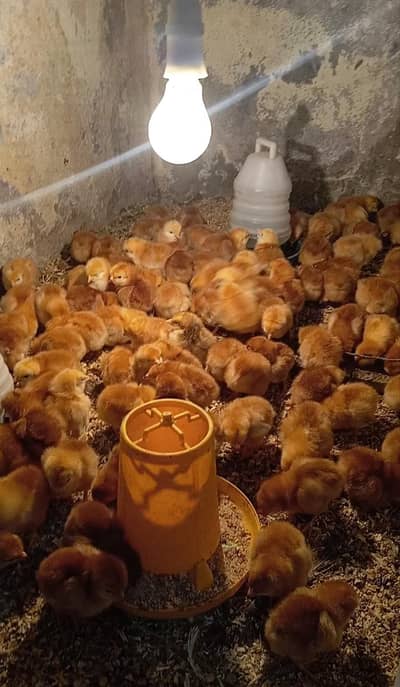 RIR Chciks Choza and Furtile Eggs are available