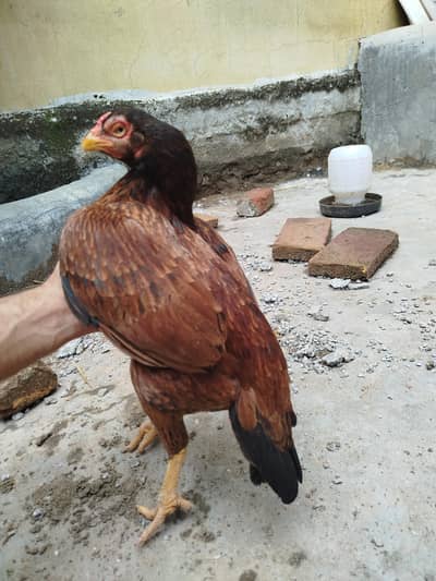 Mianwali home breed madi chaske wale rabta na karin