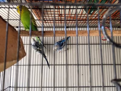 budgies breeder pair and one extra female age 5 month