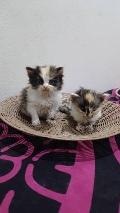 pair of female kitten