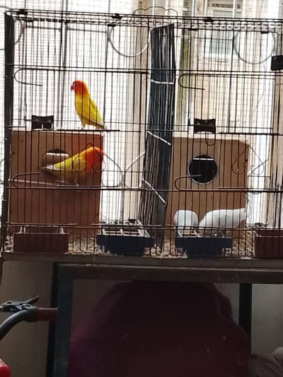 Love Birds With Cage