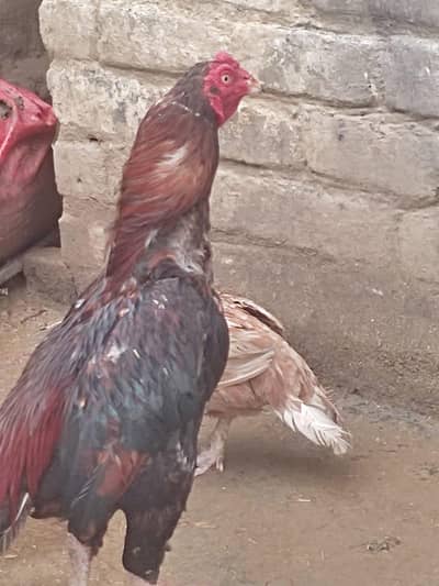 aseel behterreen jora