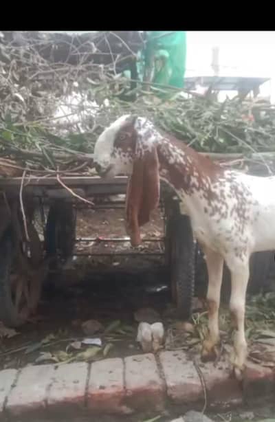 dasi makhichini bakri