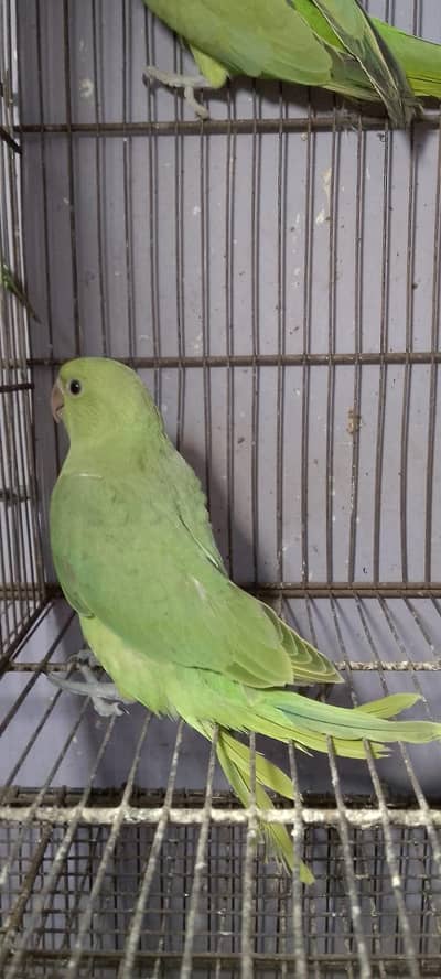 MashaAllah Ringneck 1 Jumbo Size Chicks Available per piece 10k