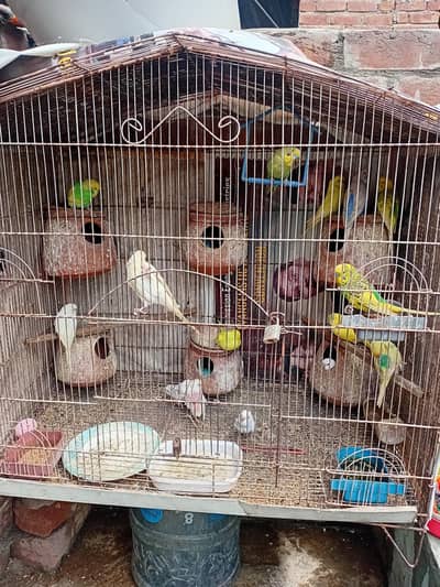 Australian parrot 8 Paris