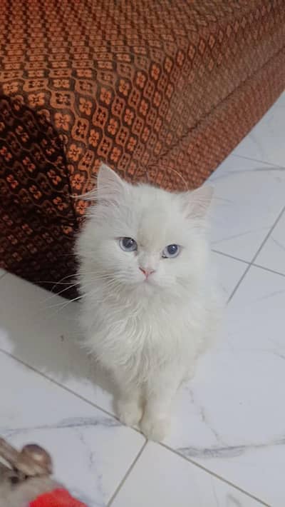 Persian Male Cat triple coated