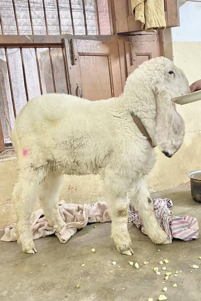 Dumba/Kajla For Sale