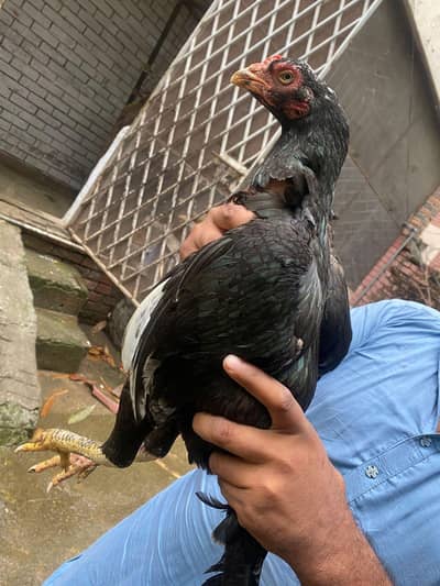 Mushki Lasani aseel maadi