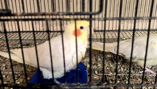 Cocktail Pair red eye