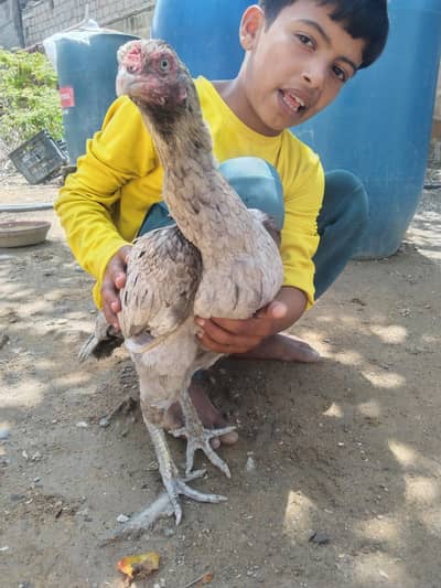 high quality aseel sayleti madi