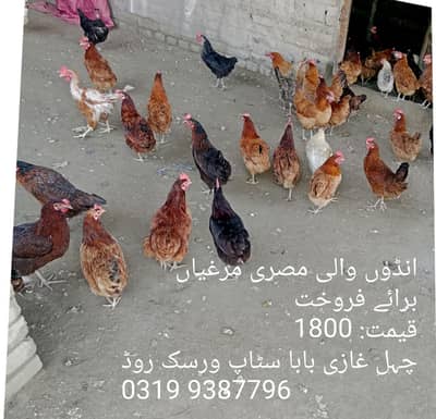 Misri Ando wali murghiya