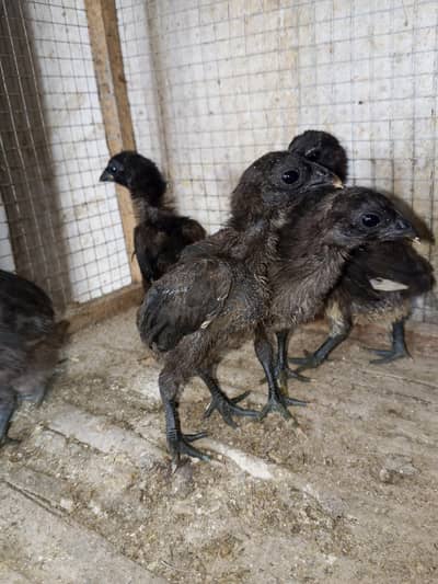 Thai dragon chicks 03014237451 call me