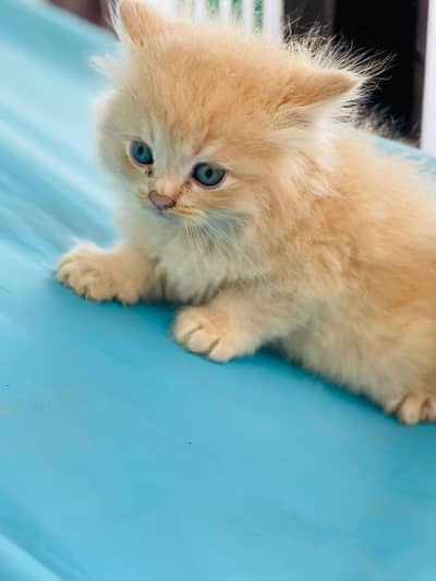 loveable kitten available