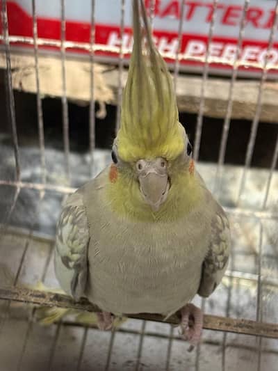 Cocktail pair For sale