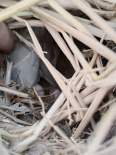 love bird ND fawn jawa breeder pair for sale