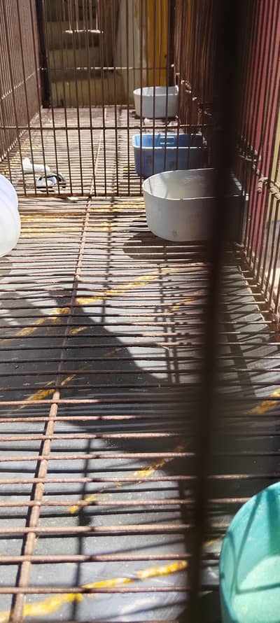 Bird cage vip Condition