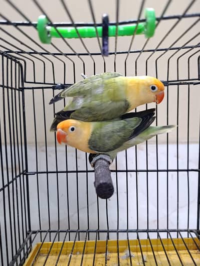 Love bird Opline pair