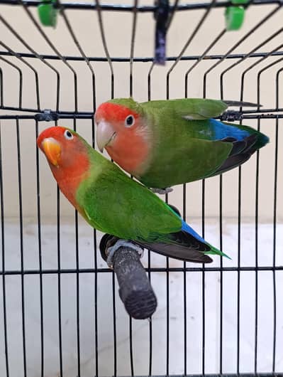 Love bird Opline pair