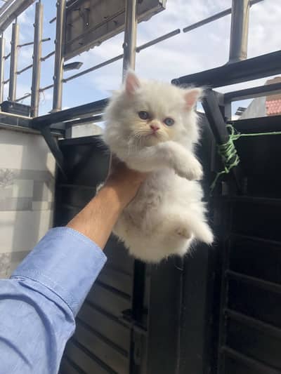 Piki face punch face kitten awailable