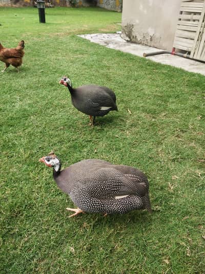 chokor pair with teetar cage