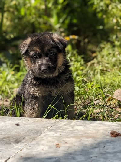 German shepherd puppy