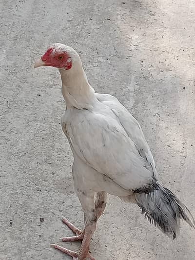 hera white 03154122803