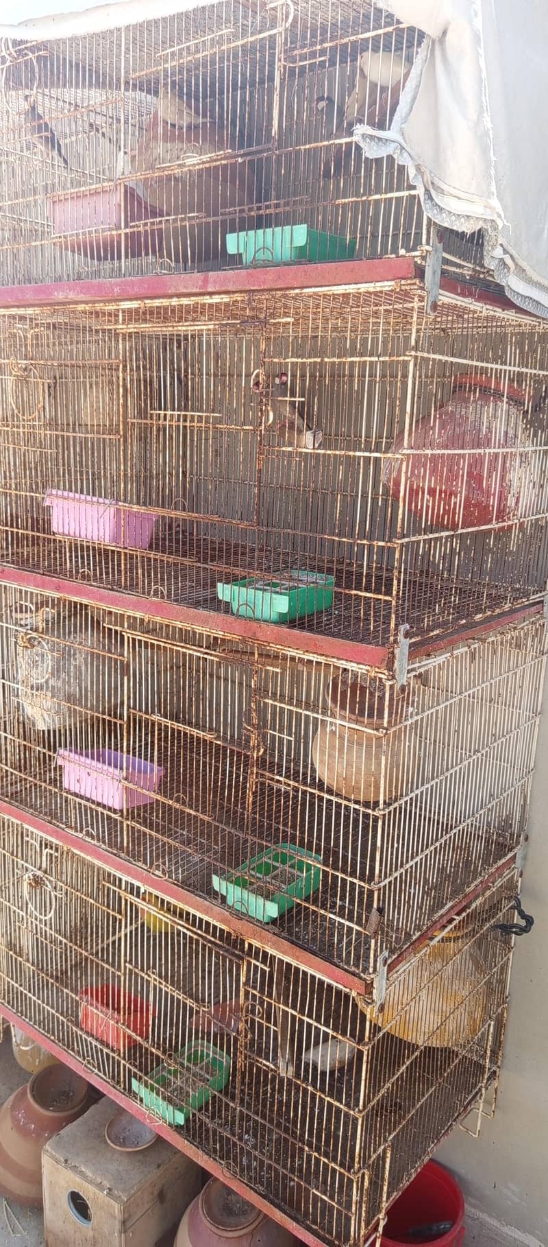 Cages & Full Setup 0