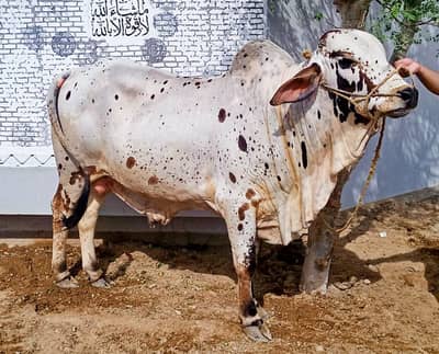 Bachra | Bachiya | Calf |  Pada | Buffalo | Bhence | Cow for Sale