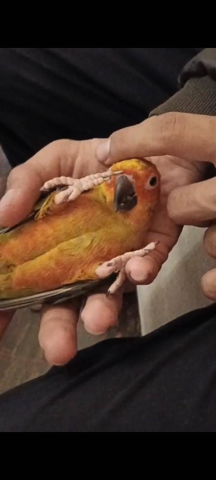 sun conure 0