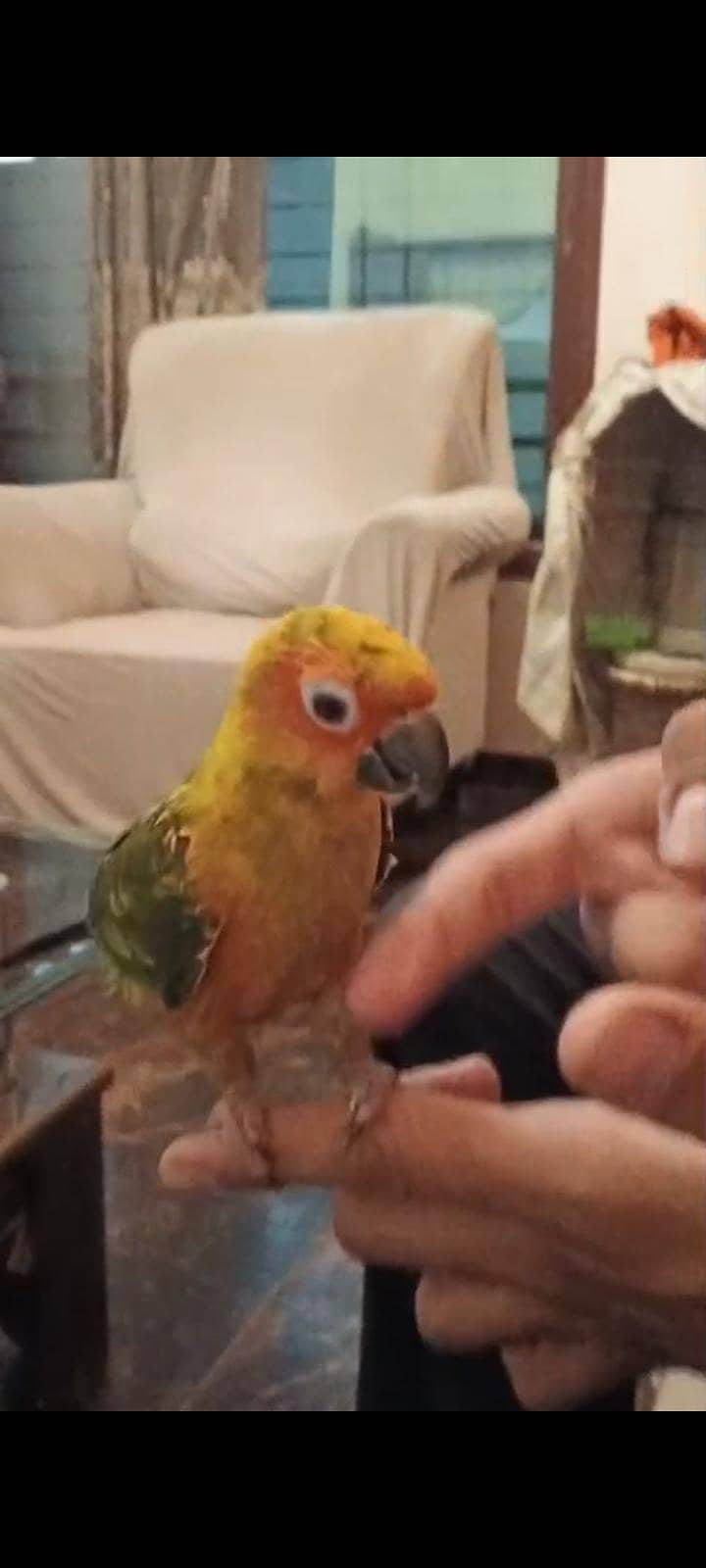 sun conure 1