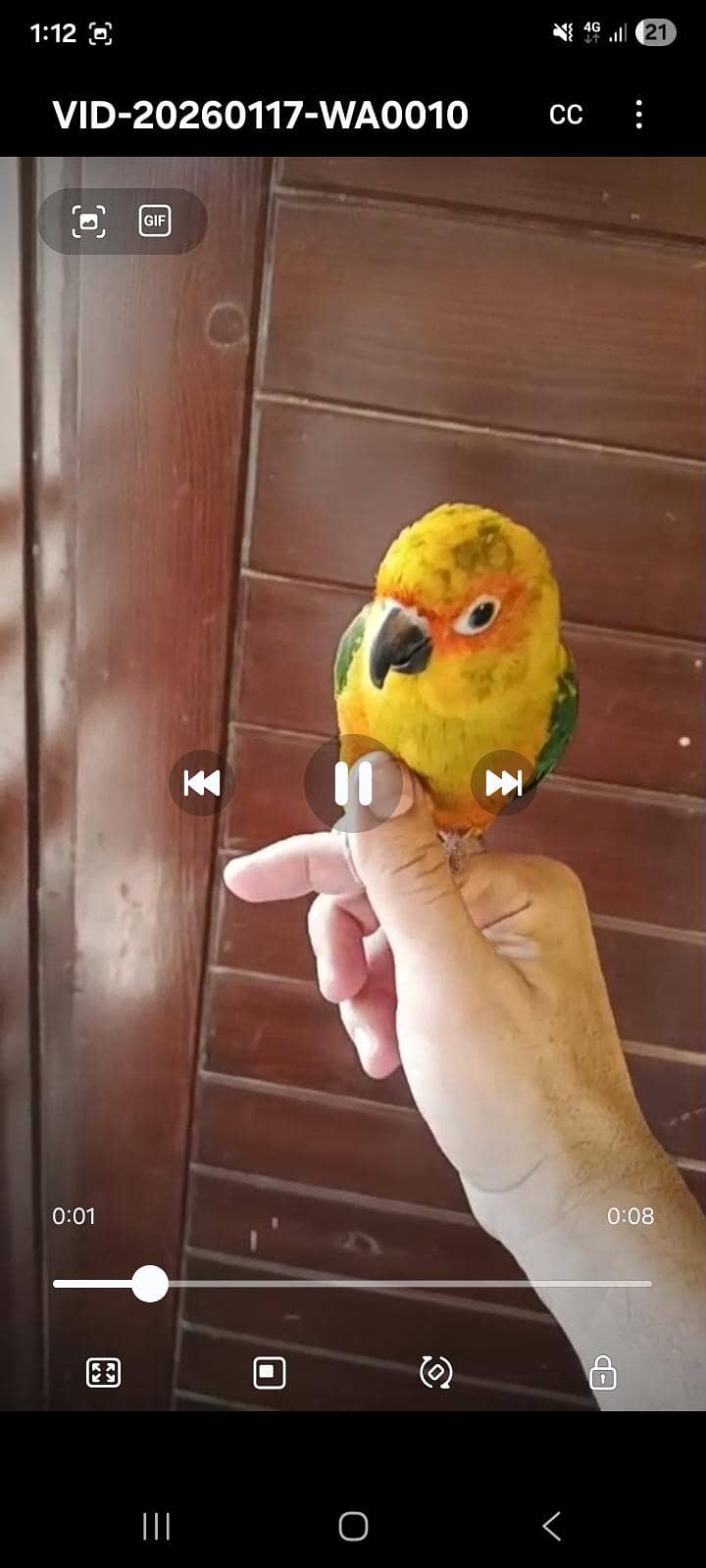 sun conure 2