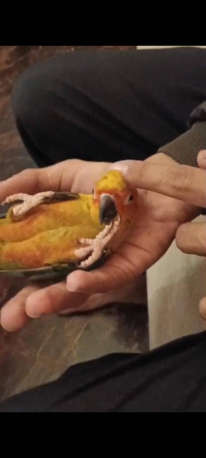sun conure 3