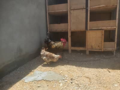 I want to sale 1 cock and 2 hen