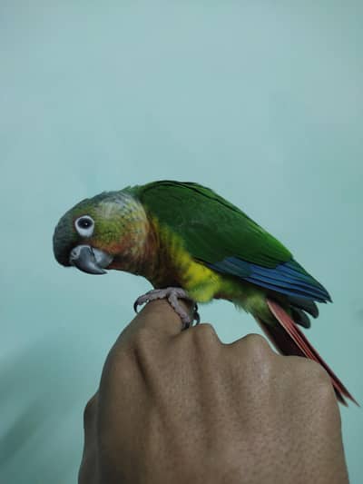 Beautiful Yellow Sided High Red Factor Conure