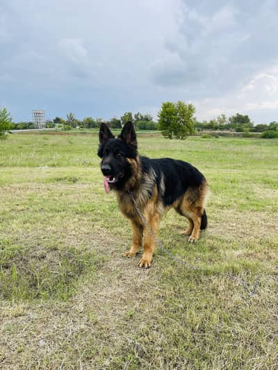 Pink pedigree ,Micro ship, long coat GSD for stud only