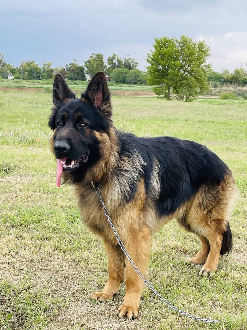 GSD for stud only 1