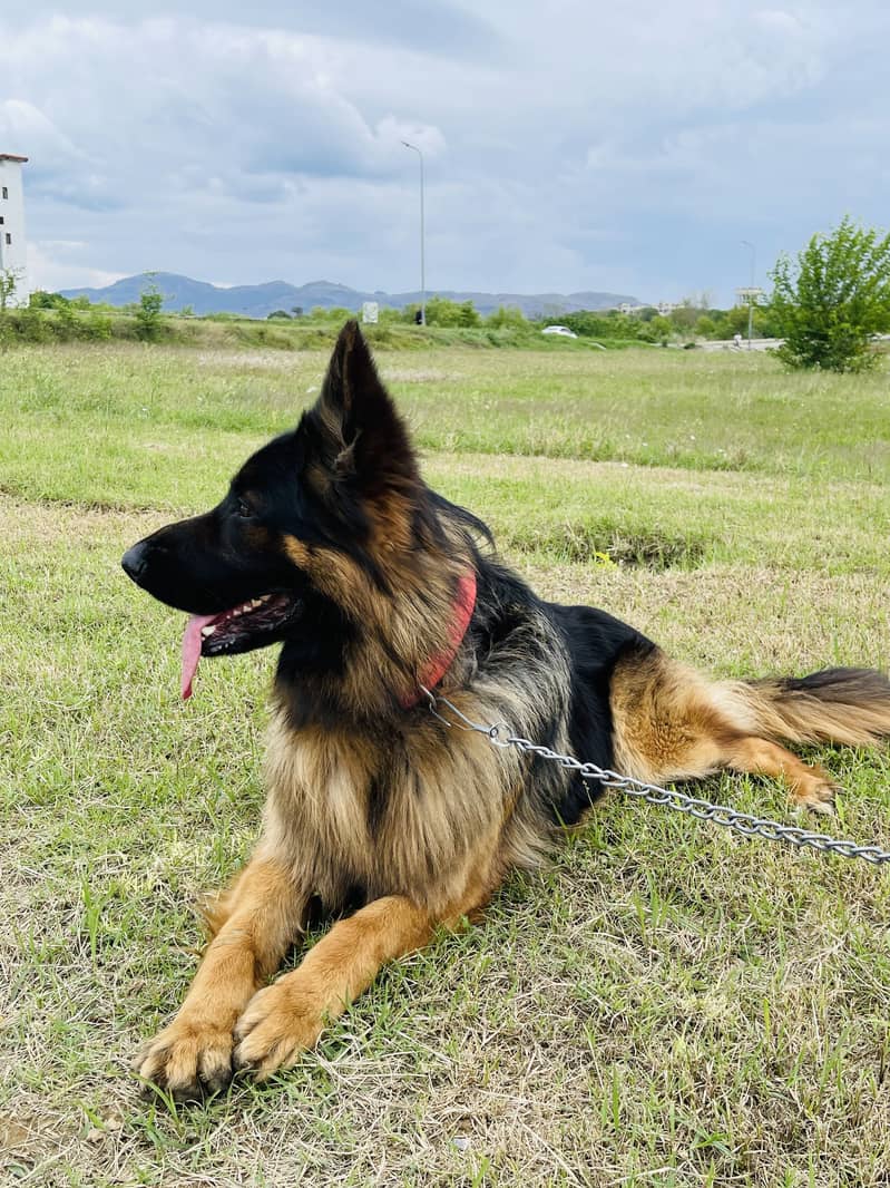 GSD for stud only 2