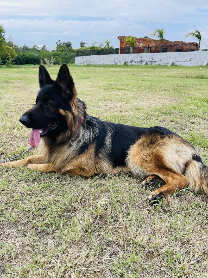 GSD for stud only 3