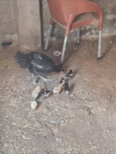Aseel Black Murgi with 13 Healthy Chicks whats. 03256012580