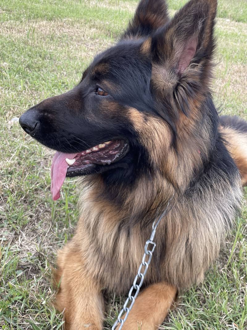 GSD for stud only 8