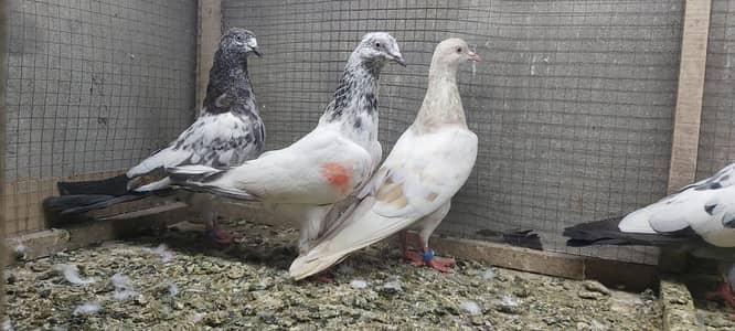 Vvip Young Pathiya Pathay Or Bachy For Sale.