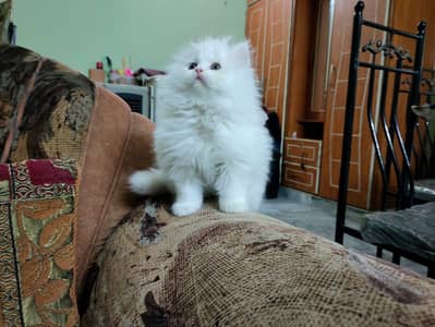 Persian kittens | Triple Coated | Pike Face | Punch Face | Fluffy