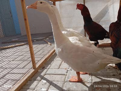 Long neck ducks Pair