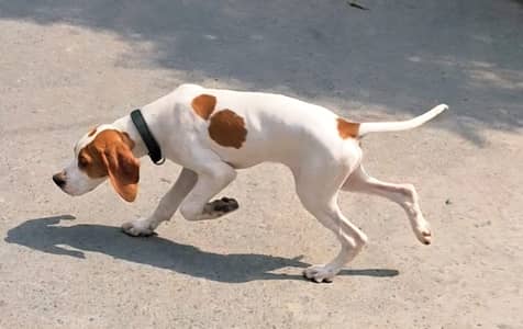 English pointer puppy for sale