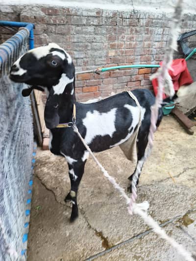 gaban dasi bakri & Bakra Bakri 3.5 month