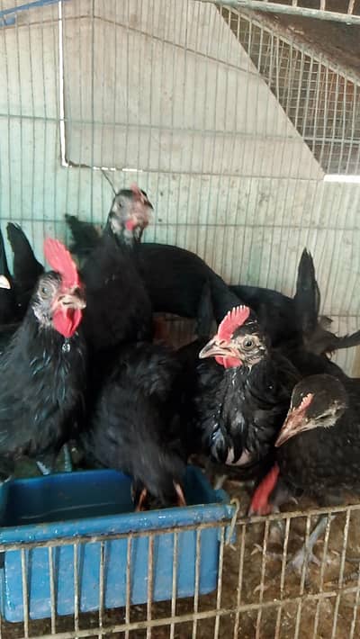 Australorp chicks