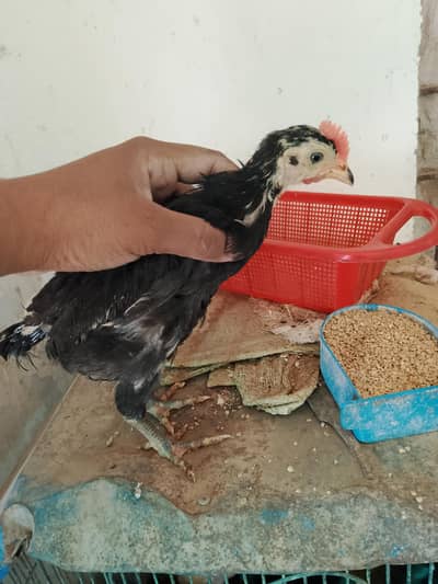 Australorp vaccinated chicks