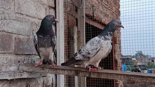 kasuri Kamager Resulted Pair