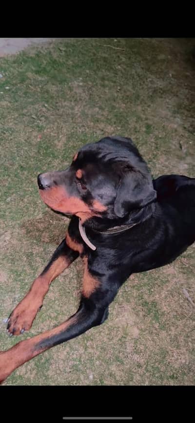 rottweiler male 8 months