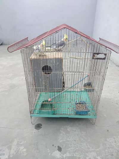 Cocktail pair parrot